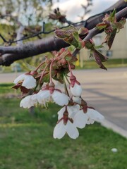 The white cherry blossom is characterized by its small, five-petaled flowers that grow in clusters....