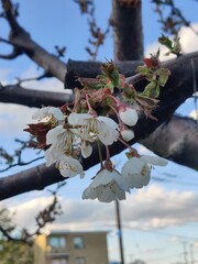 The white cherry blossom is characterized by its small, five-petaled flowers that grow in clusters....