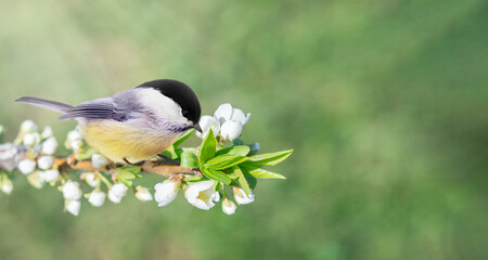 One small, stocky great tit bird with short, stout beak, yellow, black and white feathers sitting on a branch blooming with apple flowers and fresh green leaves in the garden at spring with copy space