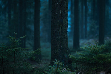 Gloomy and dark forest with beautifully trees during a foggy morning haze with the best mystic...