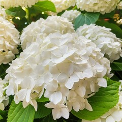 Closeup of white hydrangea flower bush