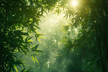 Sunbeams filtering through the leaves of a dense bamboo forest.