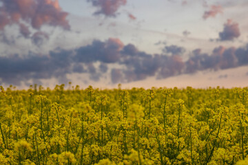 Obraz premium Rapsfeld mit dramatischen Himmel