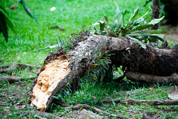 Fallen tree, details of a fallen tree in Brazil, selective focus.