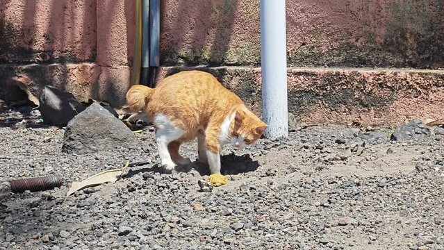 A cat is defecating and covering its feces with sand