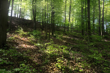 Wald mit Licht und Schatten.