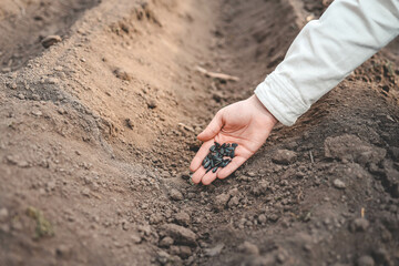 Farmer's hand planting seed in soil