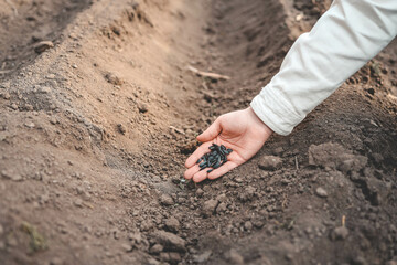 Farmer's hand planting seed in soil