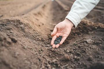 Farmer's hand planting seed in soil