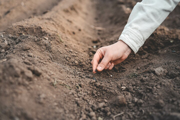 Farmer's hand planting seed in soil