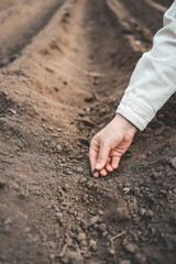 Farmer's hand planting seed in soil