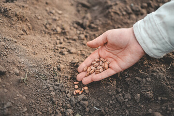 Using their thumb, a person plants seeds in the soil with a gentle gesture