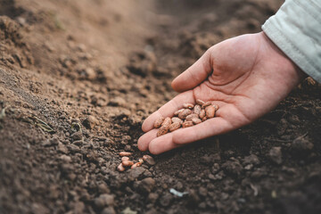Farmer's hand planting seed in soil