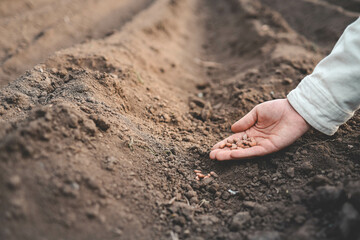 Farmer's hand planting seed in soil