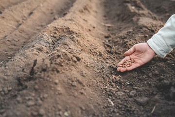 Farmer's hand planting seed in soil