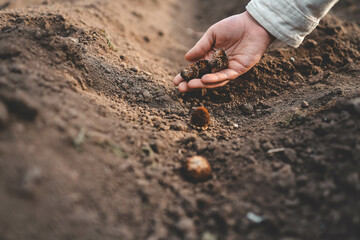 Farmer's hand planting seed in soil