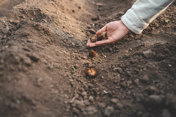 Farmer's hand planting seed in soil