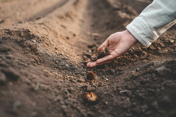 Farmer's hand planting seed in soil