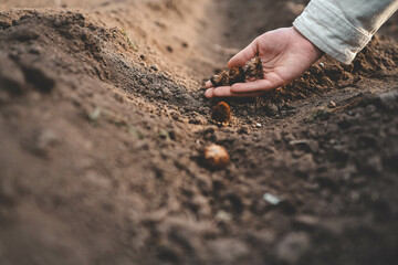 Farmer's hand planting seed in soil