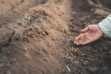 Using their thumb, a person plants seeds in the soil with a gentle gesture