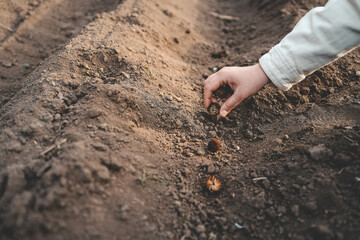 Farmer's hand planting seed in soil