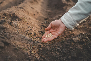 Farmer's hand planting seed in soil