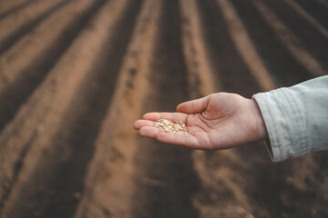 Farmer's hand planting seed in soil