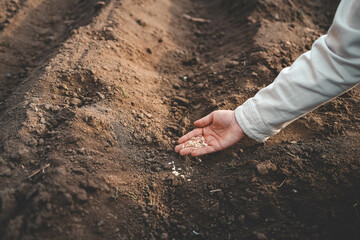 Farmer's hand planting seed in soil