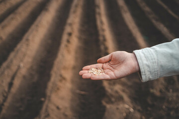 Farmer's hand planting seed in soil