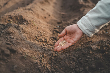 Farmer's hand planting seed in soil