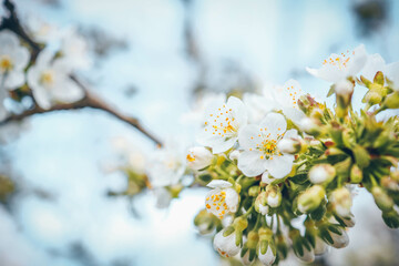 Spring blossom background. Beautiful nature scene with blooming tree on sunny day. Spring flowers