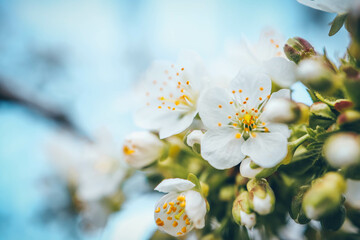 Spring blossom background. Beautiful nature scene with blooming tree on sunny day. Spring flowers