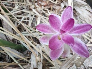 Zingiberaceae