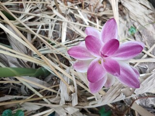 purple crocus flowers