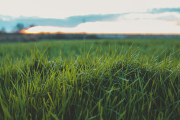 Fresh spring grass. landscape at sunset