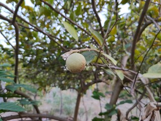 lemons in the dry season