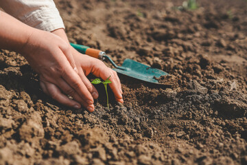 Human hands taking care of a seedling in the soil. New sprout on sunny day in the garden in spring