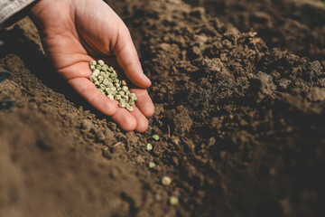 A person is holding a handful of terrestrial plant seeds in their hand