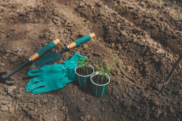 Pepper seedlings and tools for working in the garden