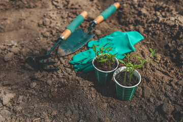 Pepper seedlings and tools for working in the garden