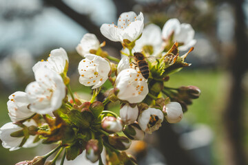 Obraz premium Spring blossom background. Beautiful nature scene with blooming tree on sunny day. Spring flowers