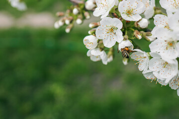 Spring blossom background. Beautiful nature scene with blooming tree on sunny day. Spring flowers