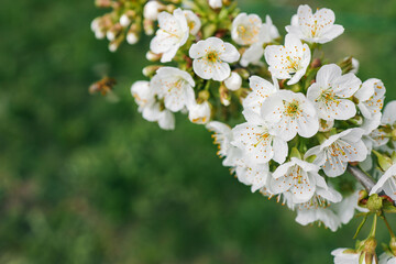 Spring blossom background. Beautiful nature scene with blooming tree on sunny day. Spring flowers