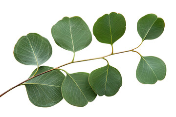 Eucalyptus Leaf On Transparent Background.