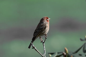 Majestic House Finch