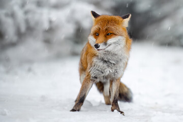 When a fox poses for a photographer in the forest.