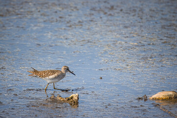 A wood sandpiper walks in the wet mud on a sunny spring day.