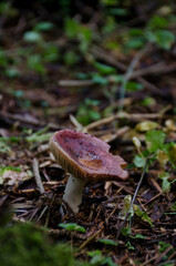 Champignons en gros plan dans les bois