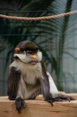 Petit singe dans un par zoologique