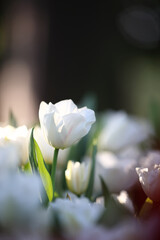 white tulips flower in close up